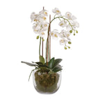 White Orchid in Glass Bowl