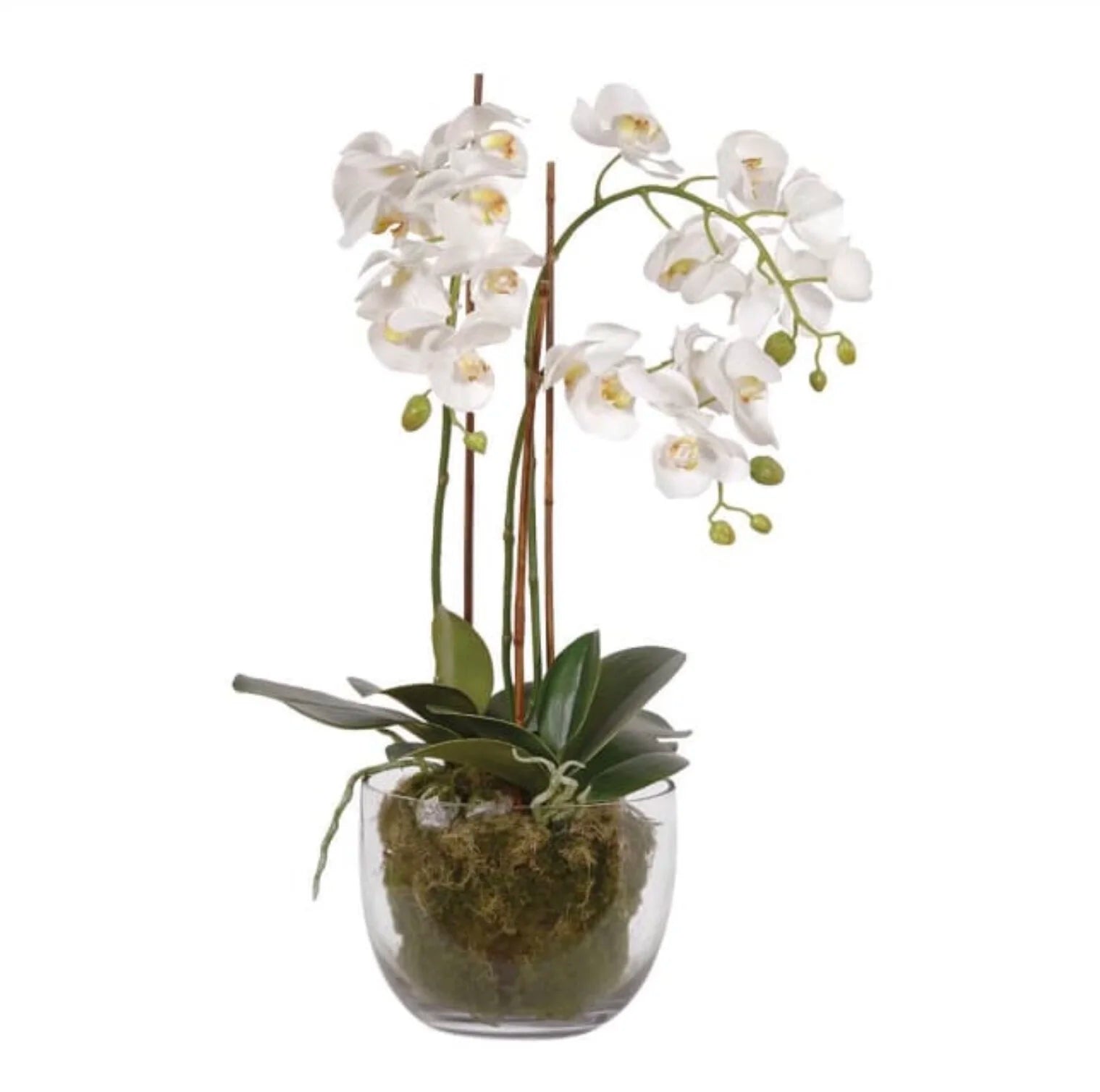 White Orchid in Glass Bowl