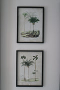Set of 2 Palm Tree Pictures