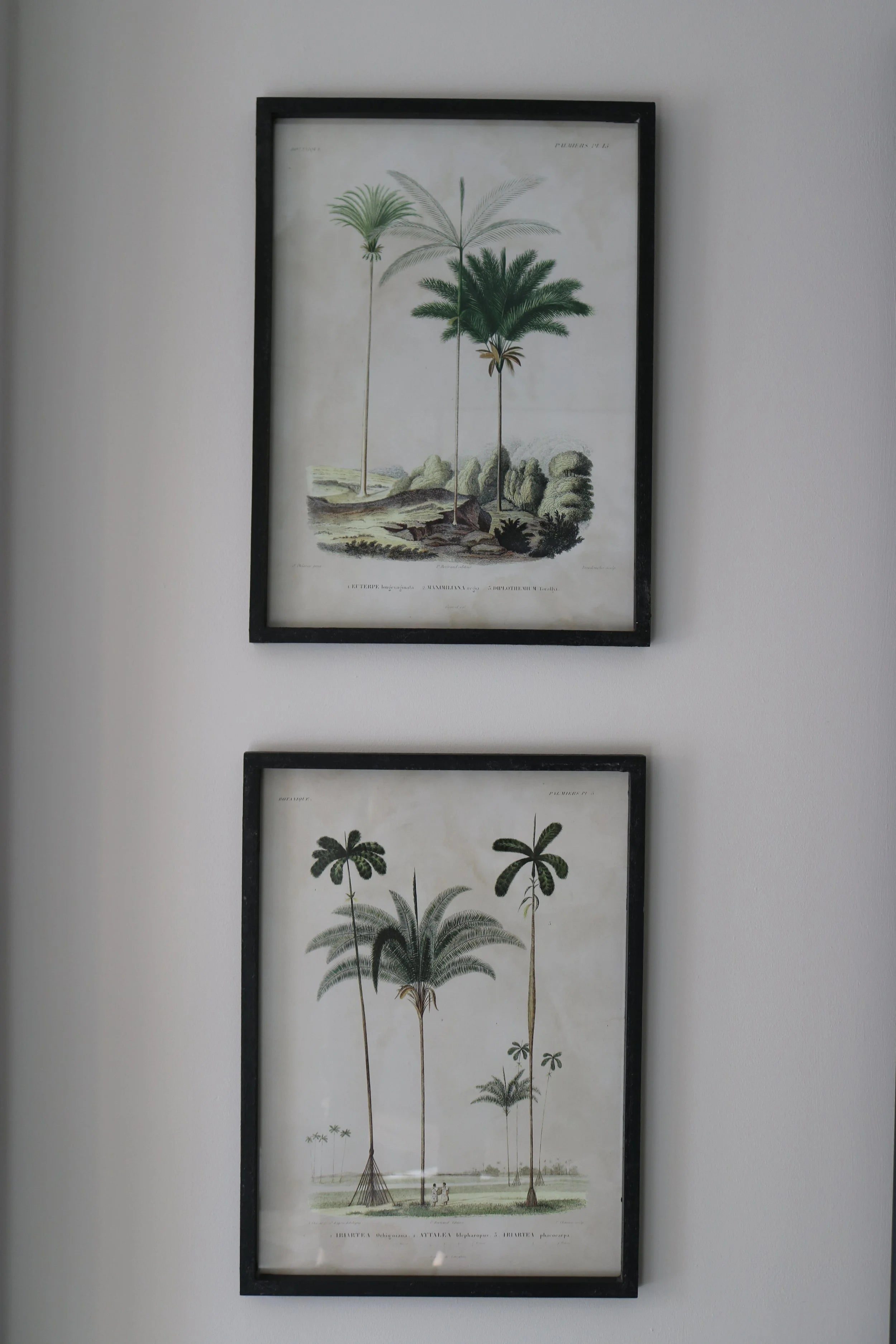 Set of 2 Palm Tree Pictures