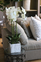 Orchid in Marbled Pot