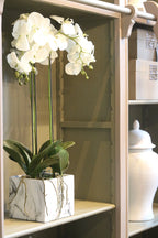 Orchid in Marbled Pot