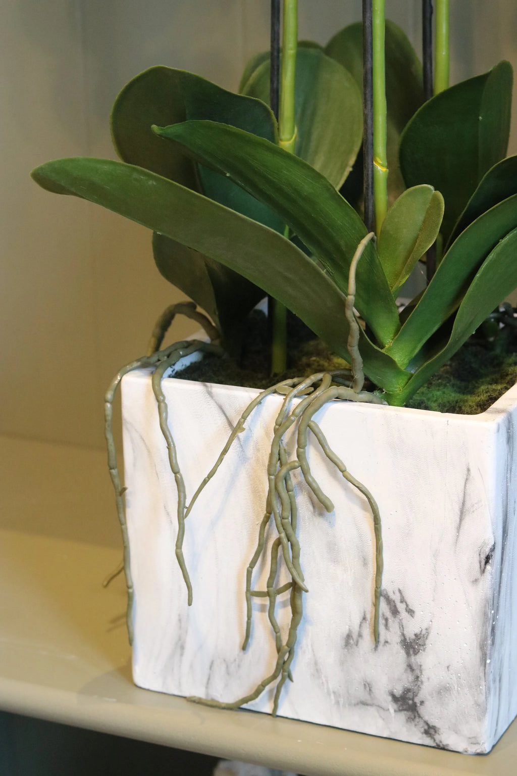 Orchid in Marbled Pot