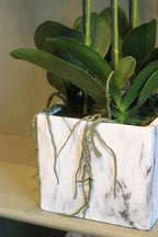 Orchid in Marbled Pot