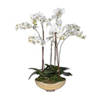 White Orchid in Gold Glass Bowl
