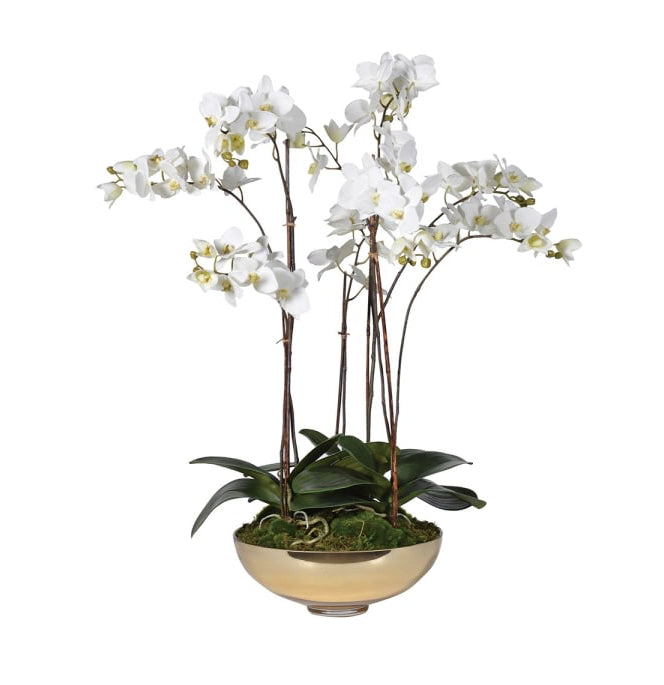 White Orchid in Gold Glass Bowl