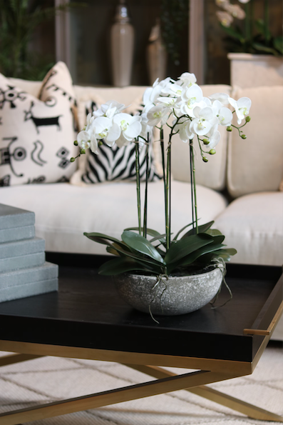 Medium Cement Pot Orchid