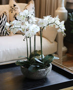Medium Cement Pot Orchid