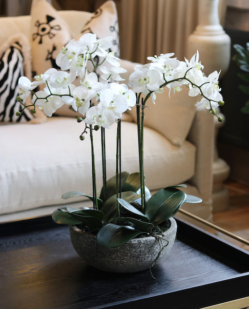 Medium Cement Pot Orchid